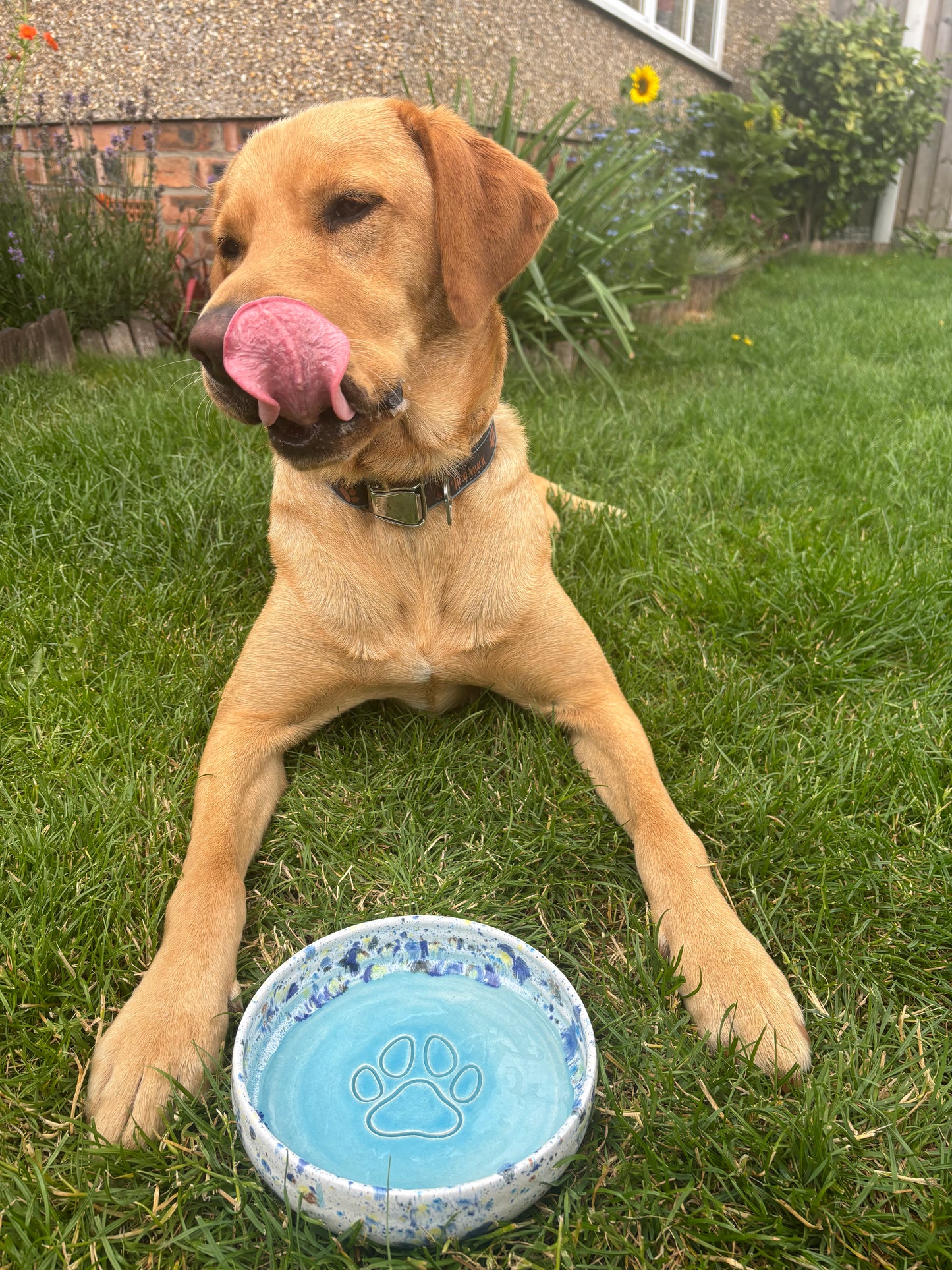 Dog lying on grass with a blue frisbee next to it