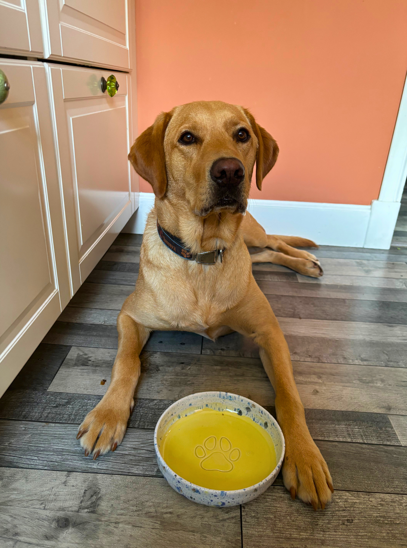 Dog sitting on a wooden floor with a handmade ceramic bowl in front of it, against an orange wall.