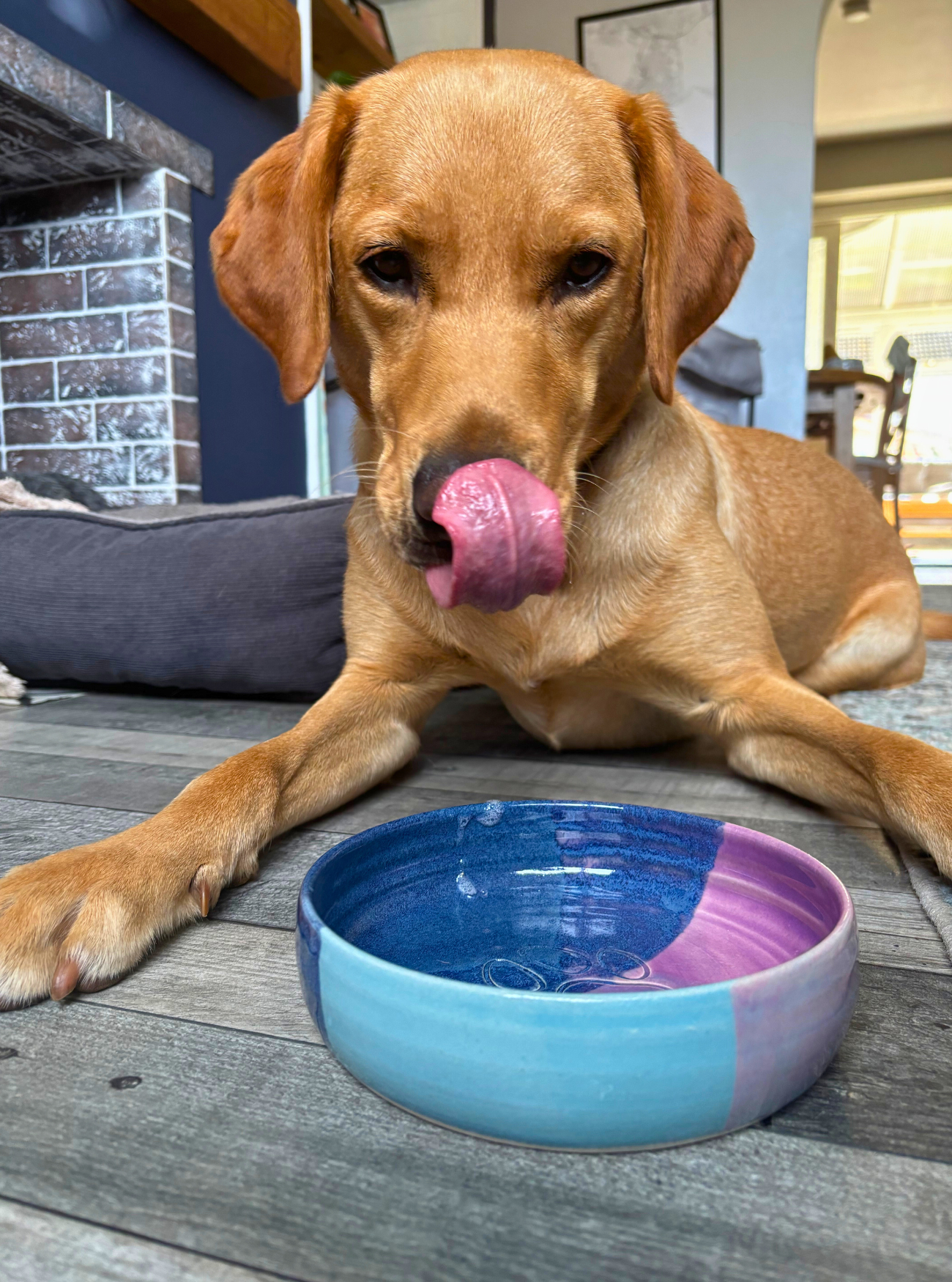 Dog with a blue and pink handmade ceramic dog bowl on a wooden floor