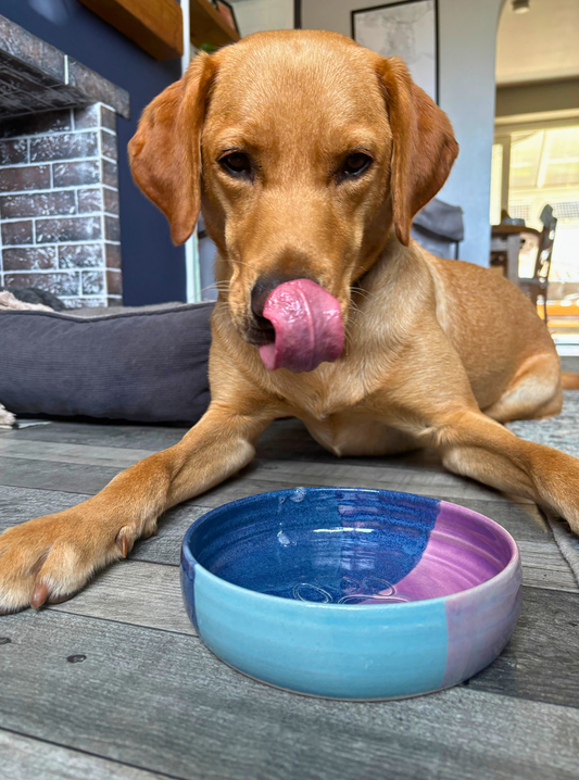 Dog with a blue and pink handmade ceramic dog bowl on a wooden floor