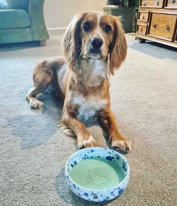 Ella Fletcher Designs Handmade Ceramic Dog Bowl Dog sitting on a carpeted floor with a blue and white bowl in front of it.