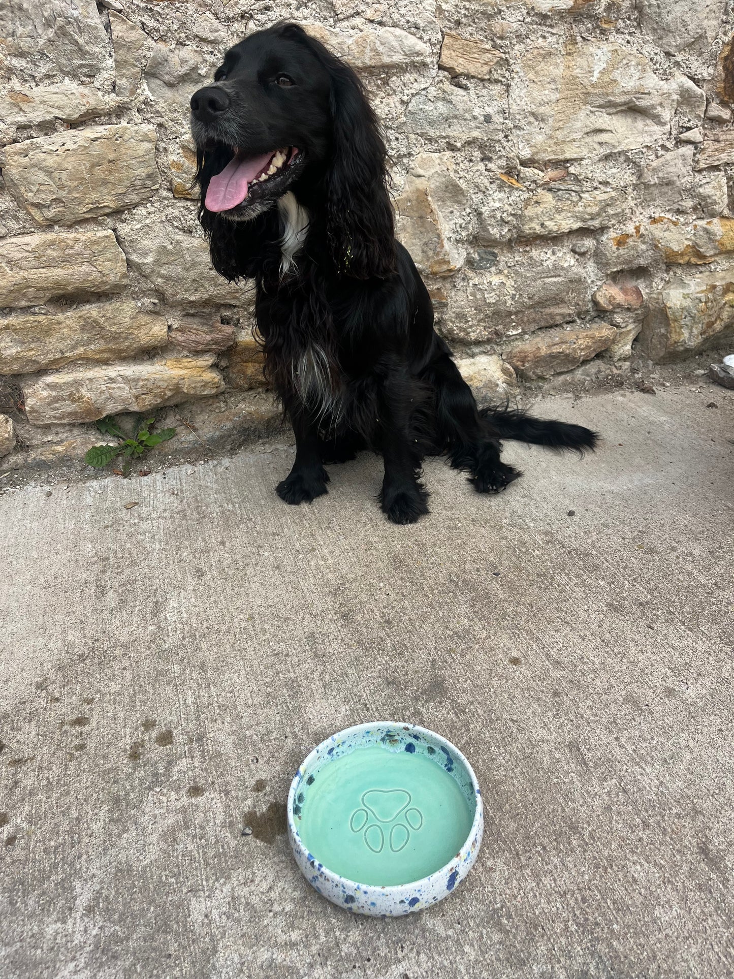 Black dog standing on a stone path next to a green dog bowl with paw prints.