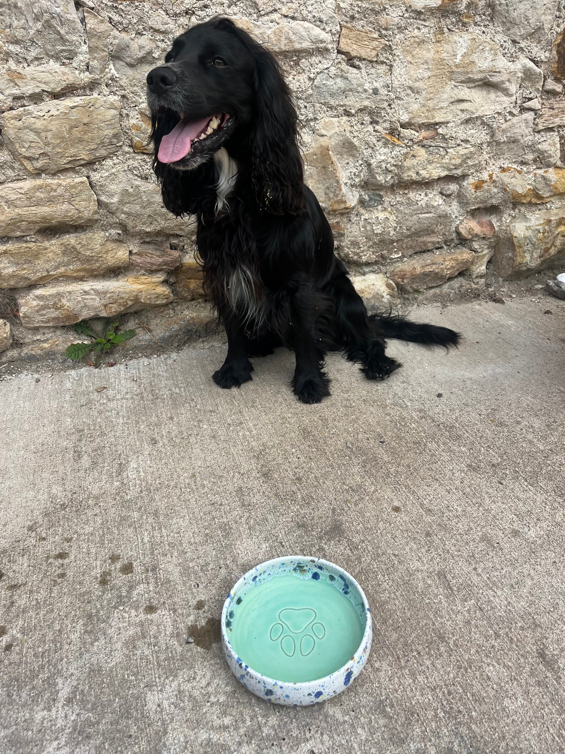 Black dog standing on a stone path next to a green dog bowl with paw prints.