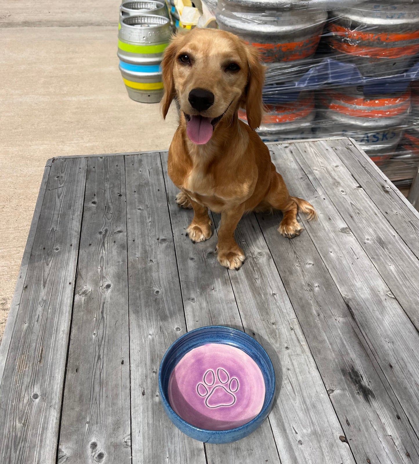 Dog sitting on a wooden deck with a pink and blue dog bowl in front of it.