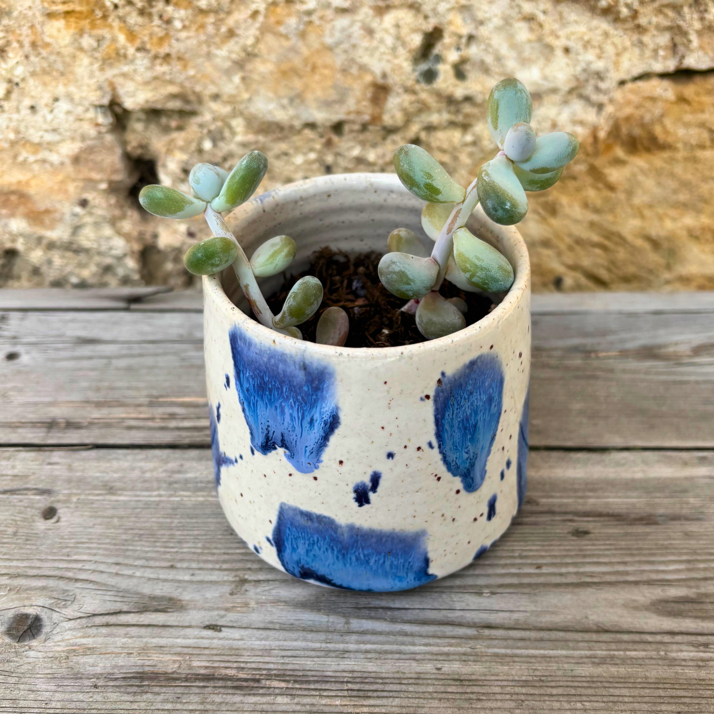 Ceramic planter with blue speckled design containing a succulent plant on a wooden surface.