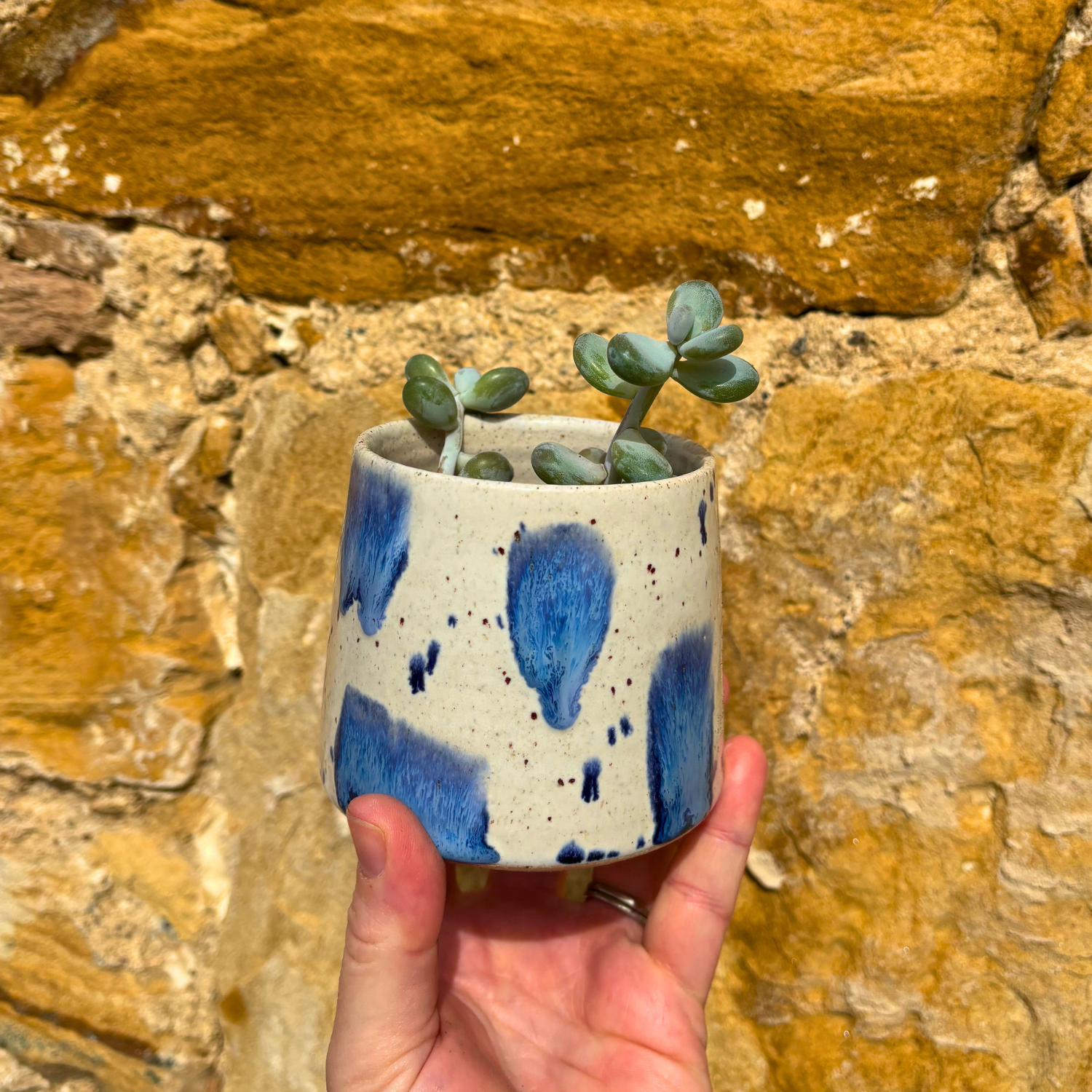 Hand holding a small ceramic pot with blue splashes and green succulents against a stone wall.