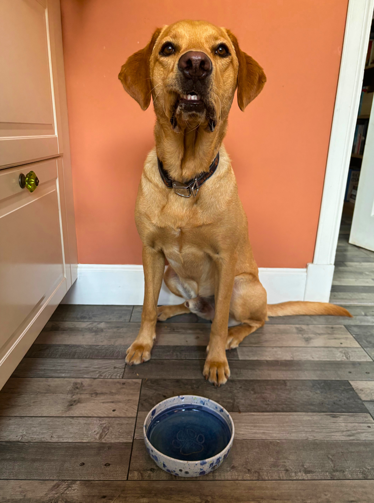 Dog sitting on a wooden floor with a blue handmade ceramic bowl in front of it, against an orange wall.