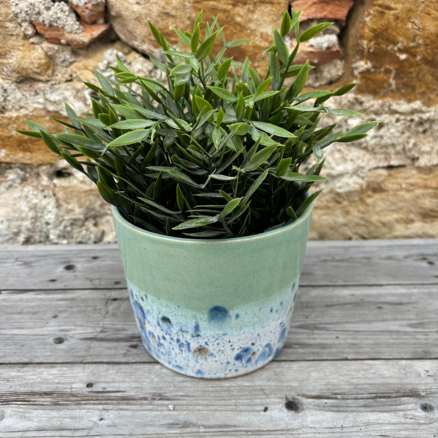 Potted plant with a terracotta pot on a wooden surface against a stone wall.